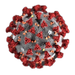 Image of the corona virus